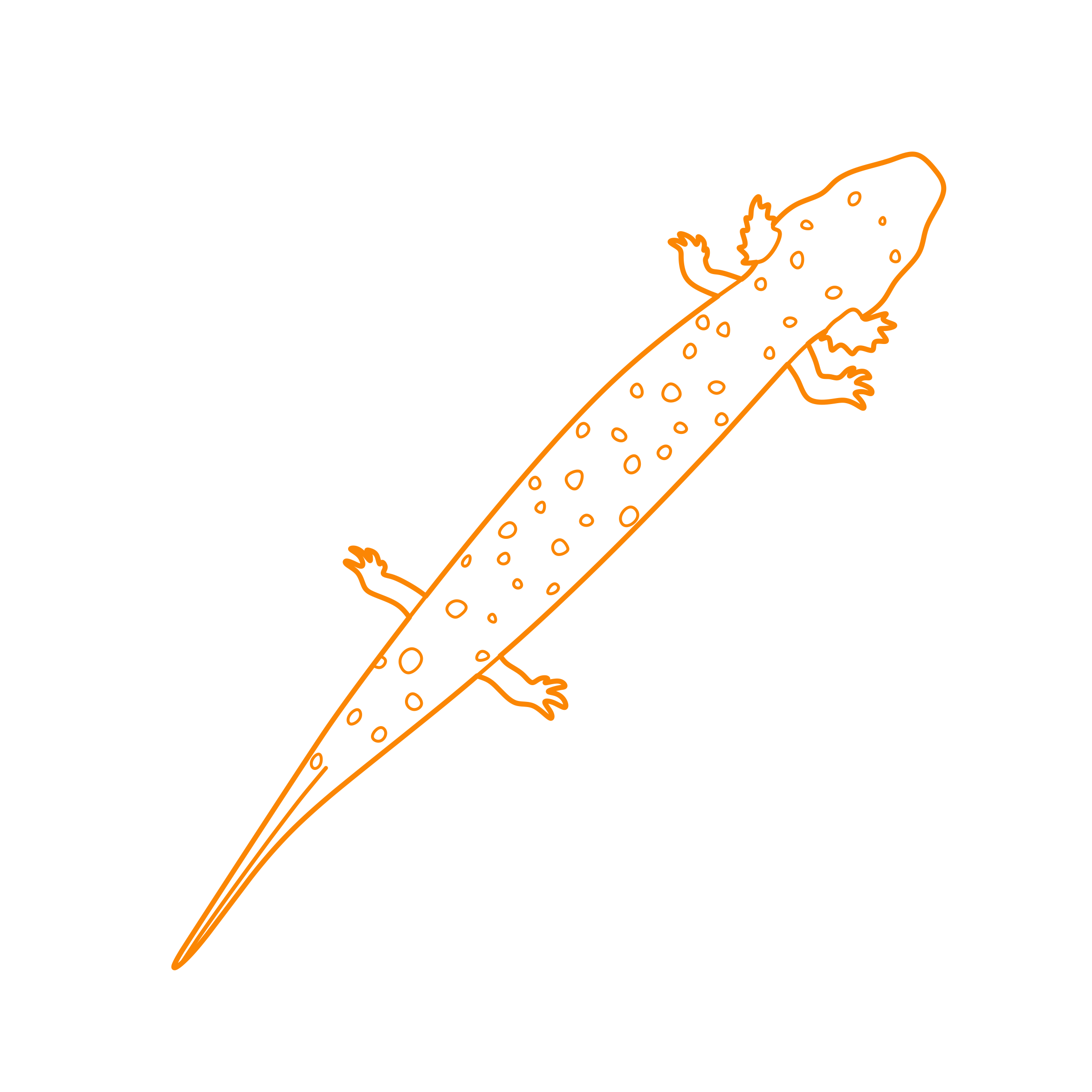Animals Salamanders Common Mudpuppy Stencil Svg Design File Free Vectors